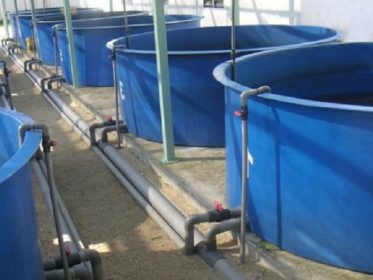 Bể composite 4m2 thường được sử dụng để nuôi cá