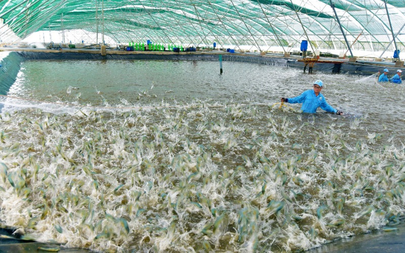 Chế biến thủy sản là ngành gây ô nhiễm môi trường nghiêm trọng